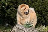 CHOW CHOW 679